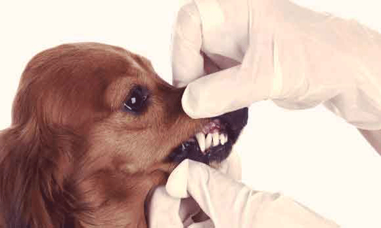 Ensure a Healthier Life for Your Dog with Proper Dental Care