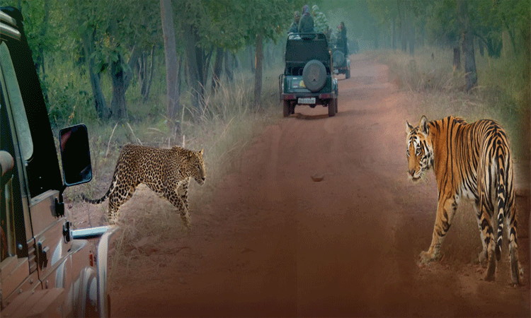 Experience the Wilderness at Tadoba Tiger Resort