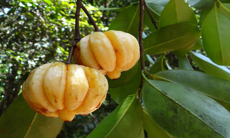 Garcinia Cambogia - Your Avenue Towards Healthy Lifestyle